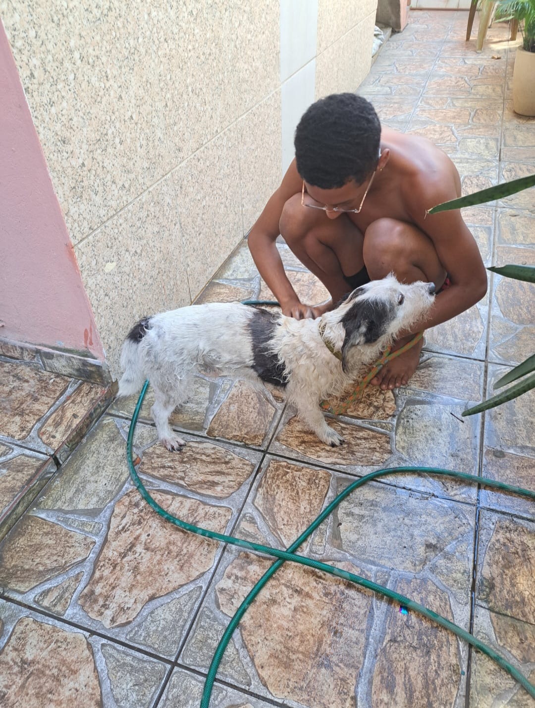 Pirata, cão adotado pelo Albergue Espaço Esperança