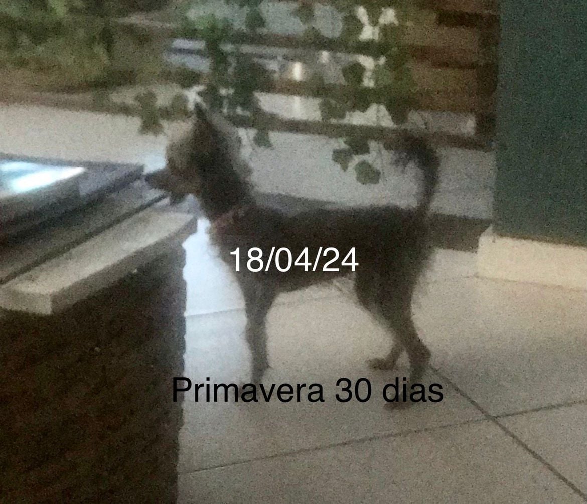 Primavera 5